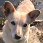 Mischling Macarena, 01/2019, ca. 35 cm, 24211 Preetz