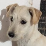 Malteser Mischling Maria, 12/2023, Endgröße ca.35 cm