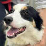 Border Collie Masha, 03/2023, ca. 50 cm