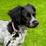 Breton Epagneul Merry, 12/2020, ca. 40 cm, 21224 Rosengarten