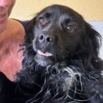 Epagneul Breton Mischling Milo, 01/2023, ca. 40- 45 cm