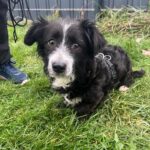 Mischling Moana, 12/2022, ca. 38 cm, 86757 Wallerstein