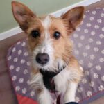 Mischling Mulan, 12/2022, ca. 35 cm, 18198 Kritzmow