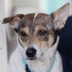 Mischling Nala, 01/2021, ca. 45 cm, 21224 Rosengarten