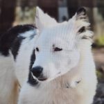 Border Collie Husky Mischling Nanuk, 10/2023, Endgröße ca. 50 cm, 79418 Schliengen-Siel