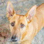 Mischling Nuca, 01/2017, ca. 55 cm, 42659 Solingen