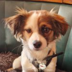 Mischling Olivia, 07/2023, ca. 27 cm, 14793 Ziesar