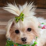 Malteser Bichon Olivia, 05/2017, ca. 20 cm, 38448 Wolfsburg