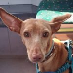 Podenco Pamela, 06/2016, ca. 45 cm, 86179 Augsburg