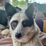 Mischling Pandarina, 12/2022, ca. 50 cm, 53229 Bonn