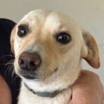 Mischling Perla, 06/2023, ca. 38 cm