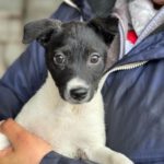 Bodeguero Rainy, 12/2023, Endgröße ca. 40 cm