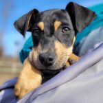 Bodeguero Mischling River, 11/2023, Endgröße ca. 40 cm, 25258 Horst