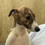 Galgo Rochester, 12/2023, Endgröße ca. 70 cm