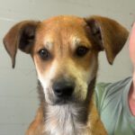 Labrador Mischling Rolf, 12/2023, Endgröße ca. 50 cm