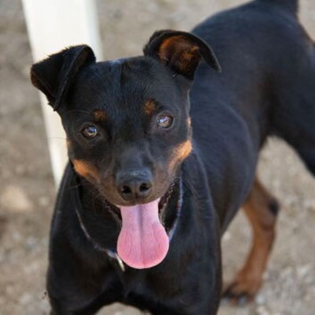 Pinscher Mischling Rosmon, 05/2023, ca. 35 cm