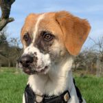 Hirtenhund Mischling Salma, 09/2023, Endgröße ca.65-70 cm, 61350 Bad Homburg