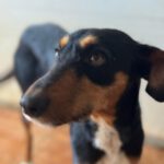 Terrier- Podenco Mischling Simone, 05/2023, ca. 45 cm