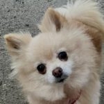 Pomeranian Sisi, 02/2016, ca. 25 cm, 66125 Saarbrücken