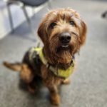 Mischling Stevie, 05/2023, Endgröße ca. 55 cm, 37083 Göttingen