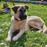 Mastin Tana, 06/2022, ca. 70 cm, 23909 Ratzeburg