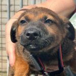 Schäferhund Mischling Teal, 12/2023 , Endgröße ca. 50-55 cm