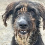 Mischling Tino, 06/2021, ca. 65 cm