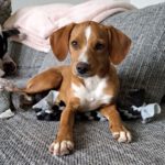 Mischling Urma, 10/2023, Endgröße ca. 45 cm, 06259 Frankleben