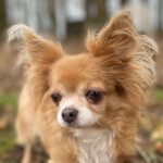 Chihuahua Uschi, 11/2013, ca. 18 cm, 21382 Brietlingen