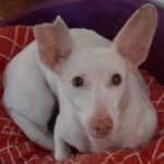 Podenco Maneto Yacama, 01/2015, ca. 35 cm