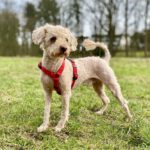 Pudel Yaki, 04/2020, ca. 30 cm, 22529 Hamburg