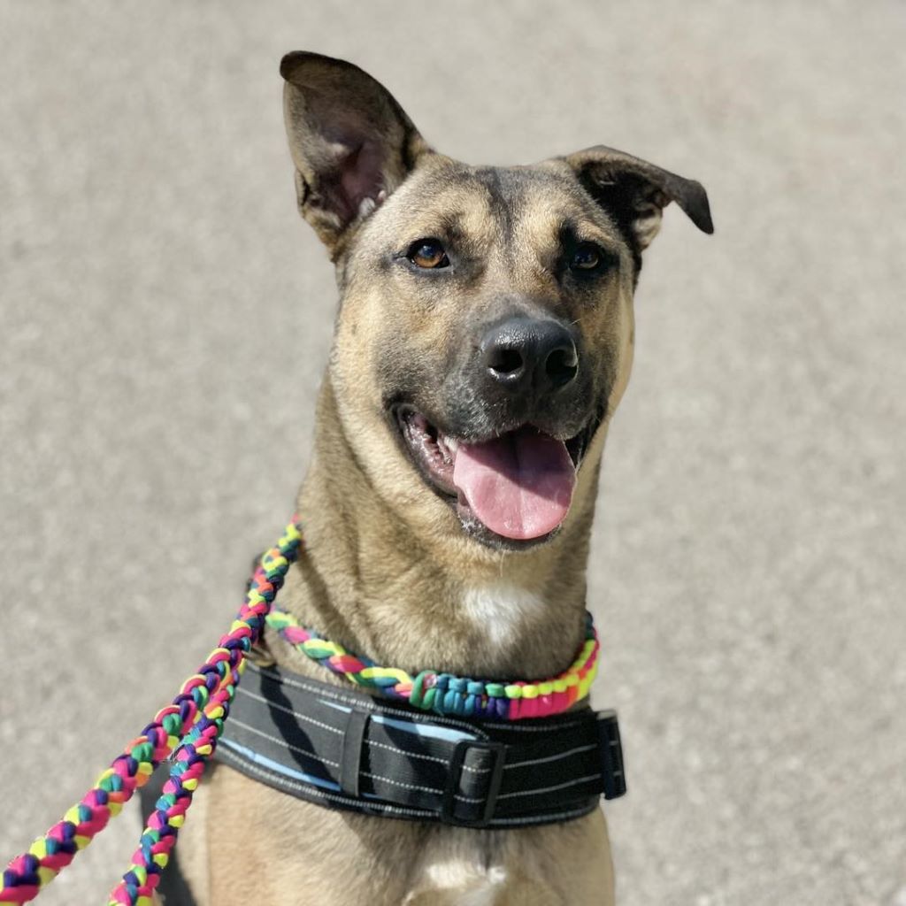 Mischling Yogurin, 11/2022, Endgröße: ca. 65 cm