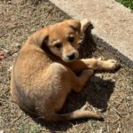 Mischling Zeta, 12/2023, Endgröße ca. 55- 60 cm