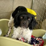 Epagneul Breton Amma, 04/2019, ca. 45 cm