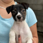 Bodeguero Mischling Ara, 12/2023, wird ca. 40 - 43 cm