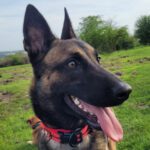 Malinois Mischling Arepa, 01/2022, ca. 60-65 cm, 34117 Kassel