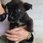 Mischling Argon, 01/2024, Endgröße ca. 55- 65 cm