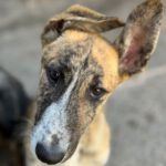 Galgo Mischling Billy Rae, 12/2023, Endgröße ca. 55-65 cm