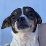 Bodeguera Blanqui, 12/2015, ca. 35 cm, 24214 Schinkel