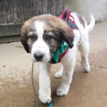 Mischling Bonito, 12/2023, Endgröße ca. 60-70 cm, 52385 Nideggen