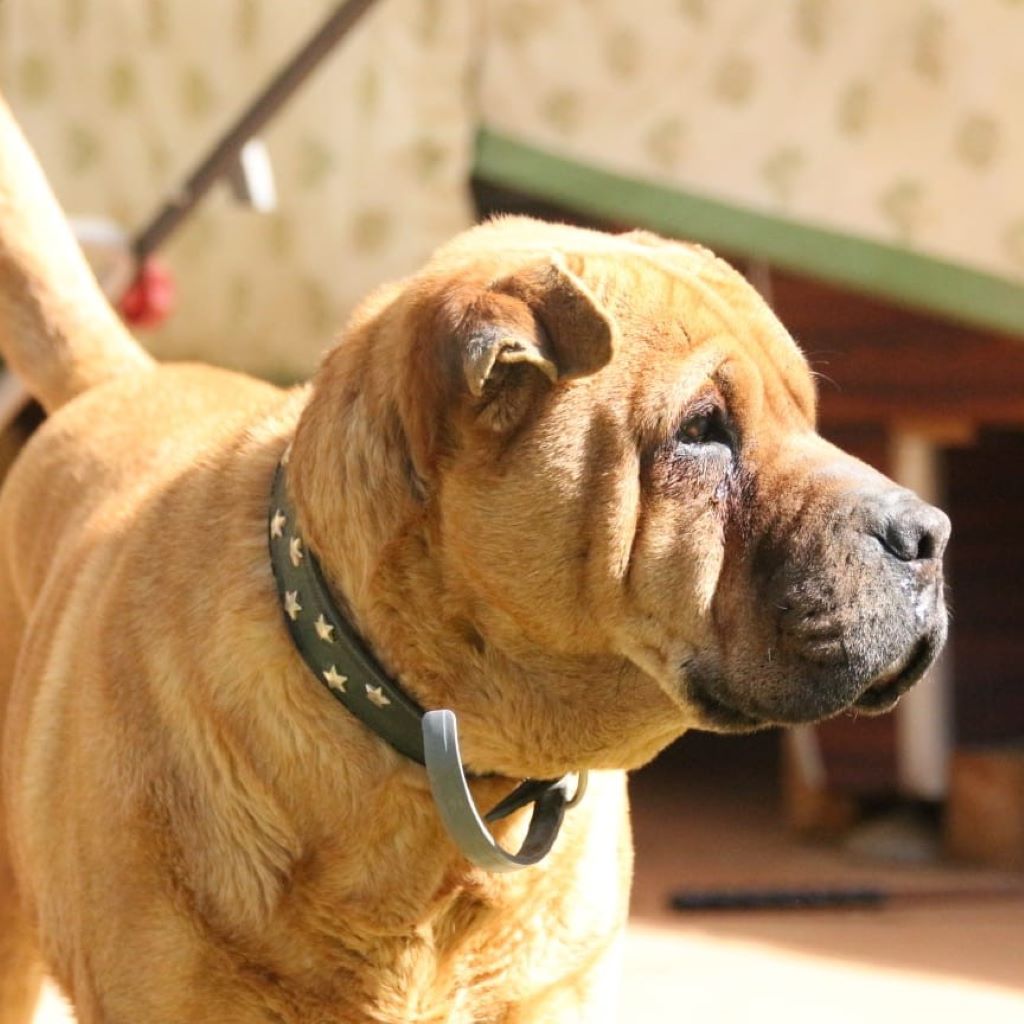 Shar Pei Mischling Bonnie, 10/2018, ca. 55 cm