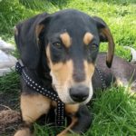 Bodeguero Mischling Brook, 11/2023, Endgröße ca. 50 cm, 06259 Frankleben