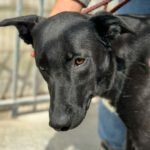 Mischling Bruma, 07/2023, ca. 60 cm