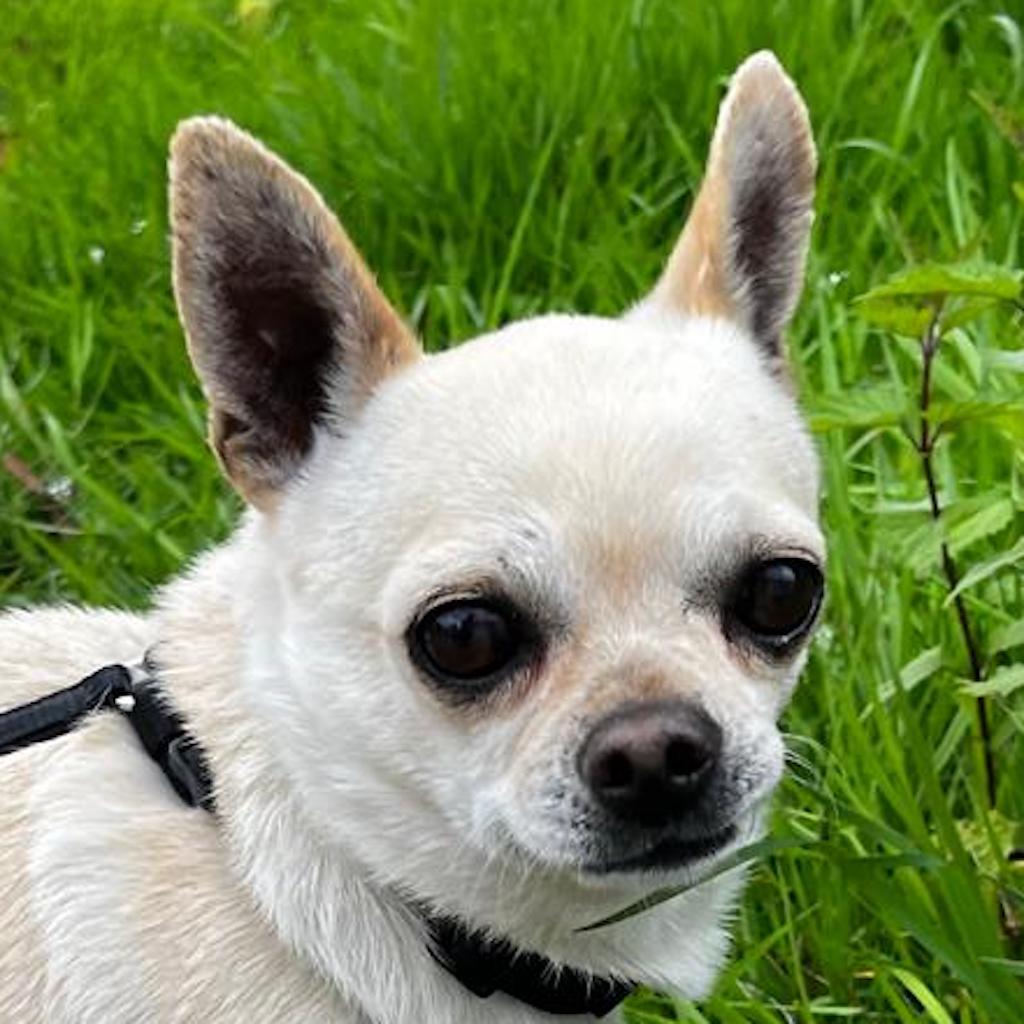 Chihuahua Brutus, 03/2021, ca. 20 cm, 42659 Solingen