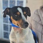 Bodeguero Buleria, 06/2022, ca. 35 cm