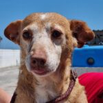 Podenca Maneta Canela, 01/2017, ca. 35 cm