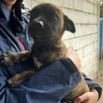 Mischling Carbon, 01/2024, Endgröße ca. 55-65 cm