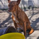 Podenco Carol, 04.2022, ca. 45 cm