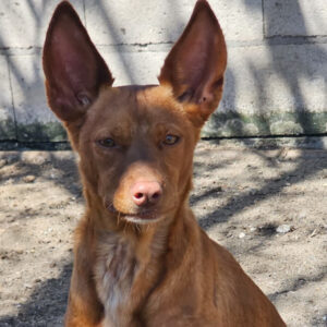 Podenco Carol, 04.2022, ca. 45 cm