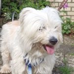 Havaneser Mischling Celeste, 04/2021, ca. 40 cm, 22926 Ahrensburg